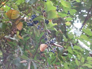 アオツヅラフジ